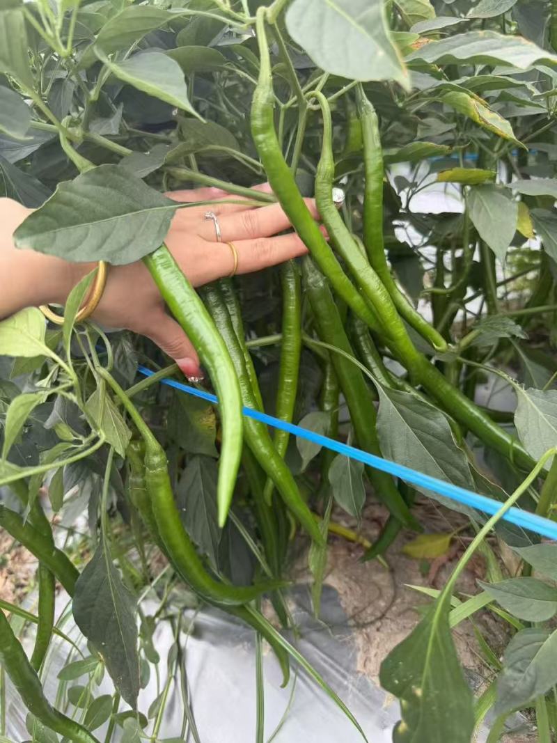 靓货靓货3号线椒大量供应市场量大从优一手货源