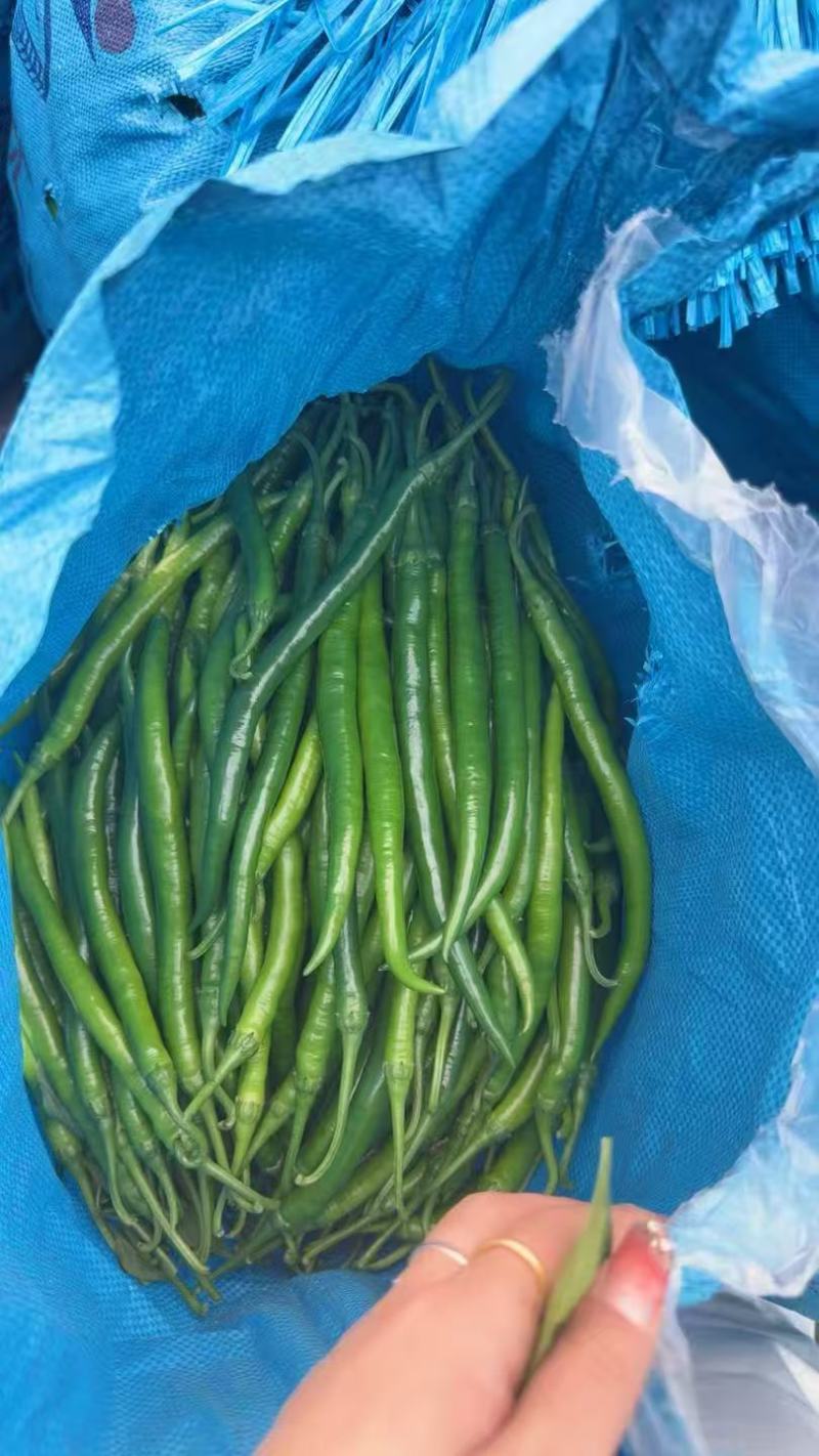 靓货靓货3号线椒大量供应市场量大从优一手货源