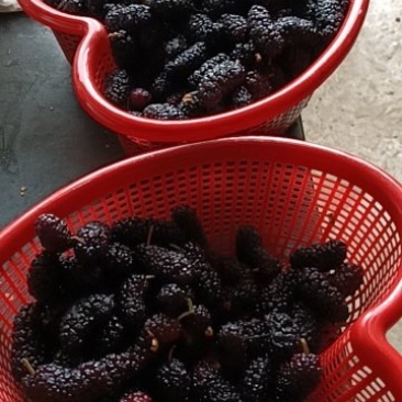 鲜桑椹