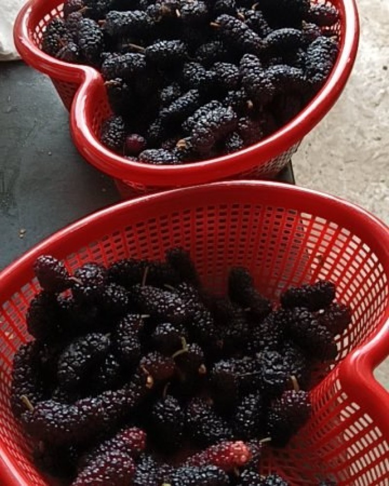 鲜桑椹