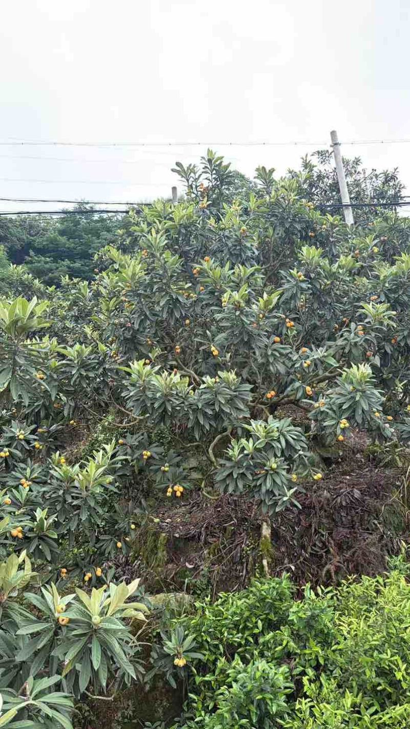 台州枇杷、黄岩枇杷，精品枇杷，活动枇杷，大红袍、白沙