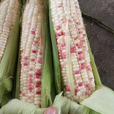 水果玉米白糯玉米花糯玉米