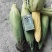 水果玉米白糯玉米花糯玉米