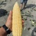 水果玉米白糯玉米花糯玉米