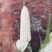 水果玉米白糯玉米花糯玉米
