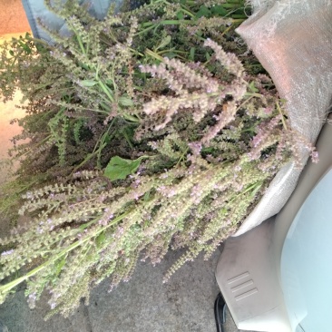 蛤蟆皮药草