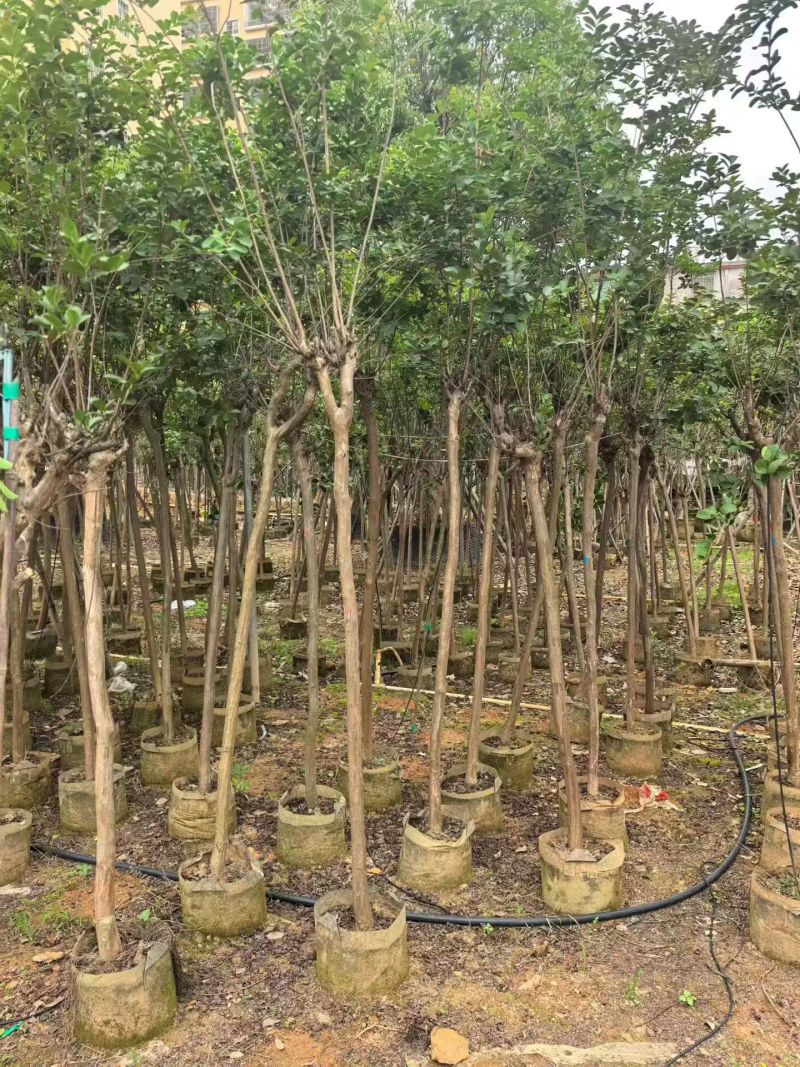 小叶紫薇，大小规格都有，苗场直销
