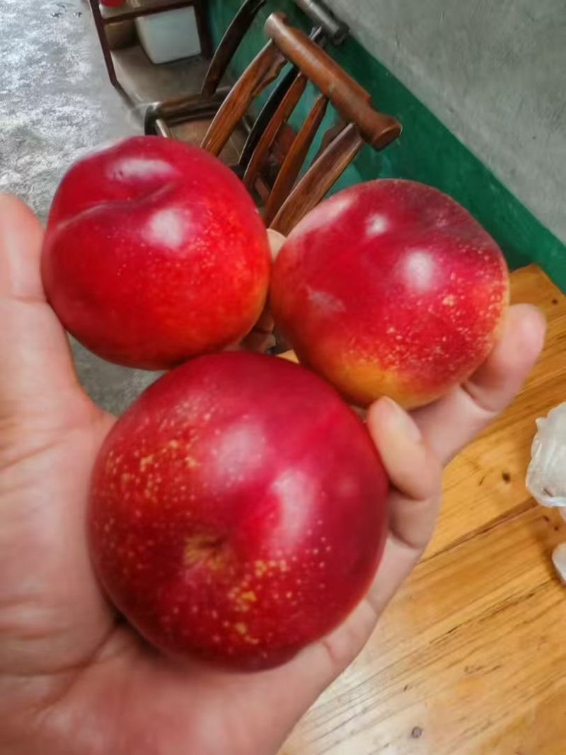 金雷油桃