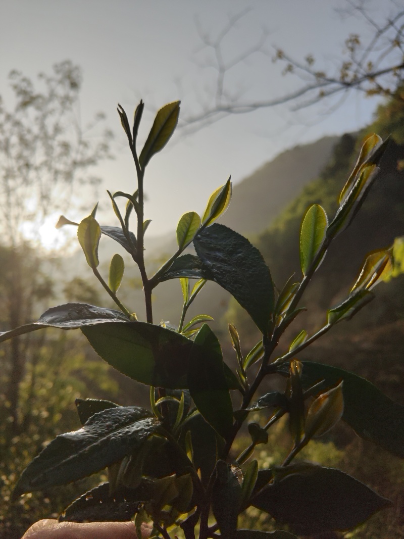 桐城小兰花茶叶中国绿茶安徽绿茶
