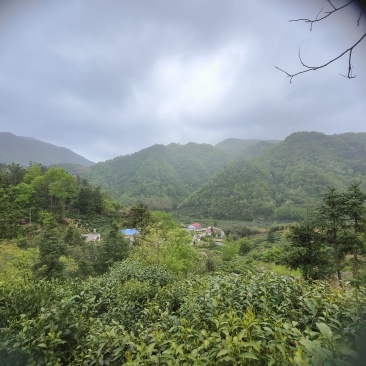 桐城小兰花茶叶中国绿茶安徽绿茶
