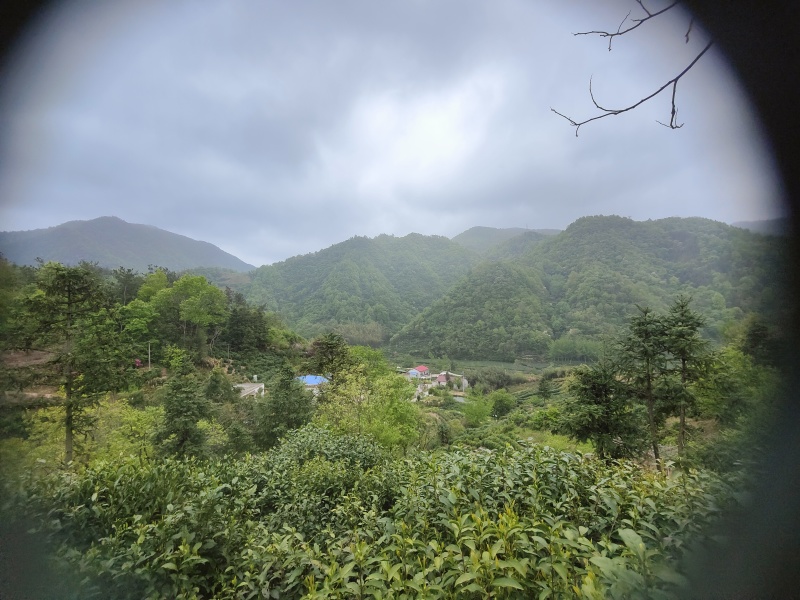桐城小兰花茶叶中国绿茶安徽绿茶