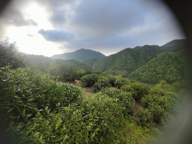 桐城小兰花茶叶中国绿茶安徽绿茶