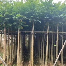 火焰木3-15分，基地直销，一手货源，各种规格大量低价出售