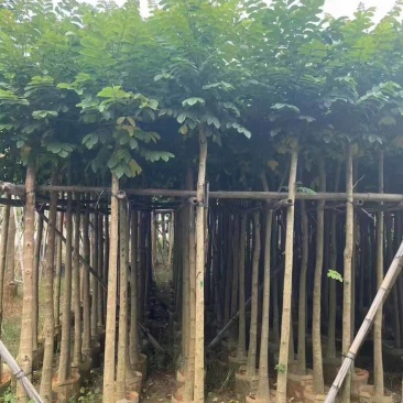 火焰木3-15分，基地直销，一手货源，各种规格大量低价出售