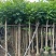 火焰木3-15分，基地直销，一手货源，各种规格大量低价出售