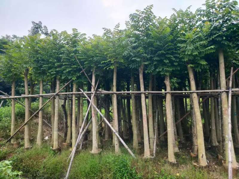 火焰木3-15分，基地直销，一手货源，各种规格大量低价出售