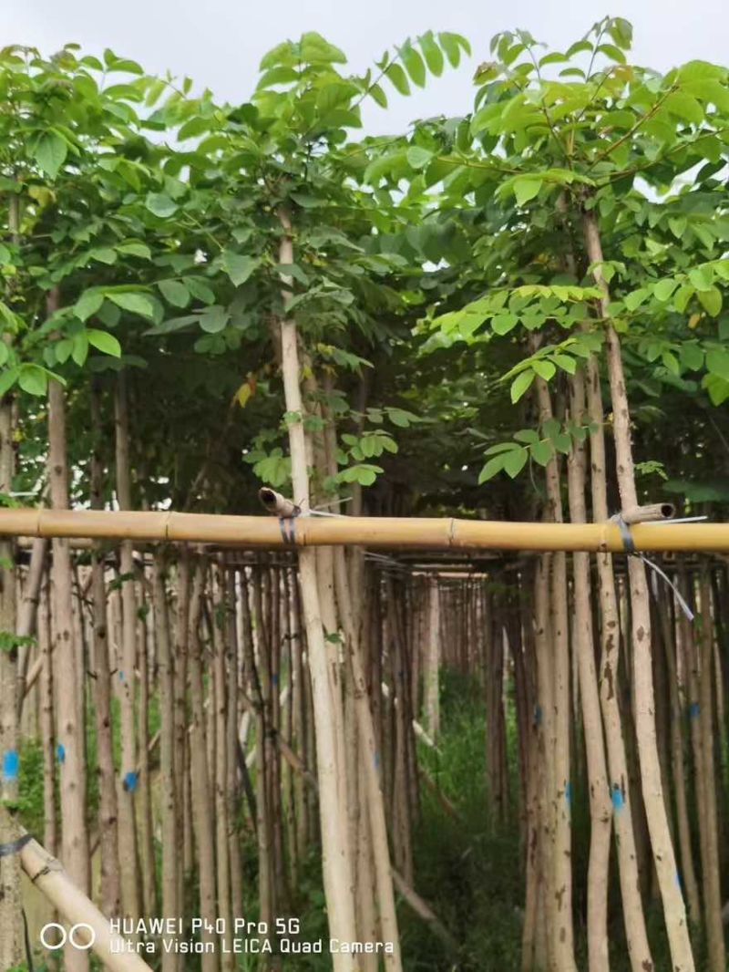 火焰木3-15分，基地直销，一手货源，各种规格大量低价出售