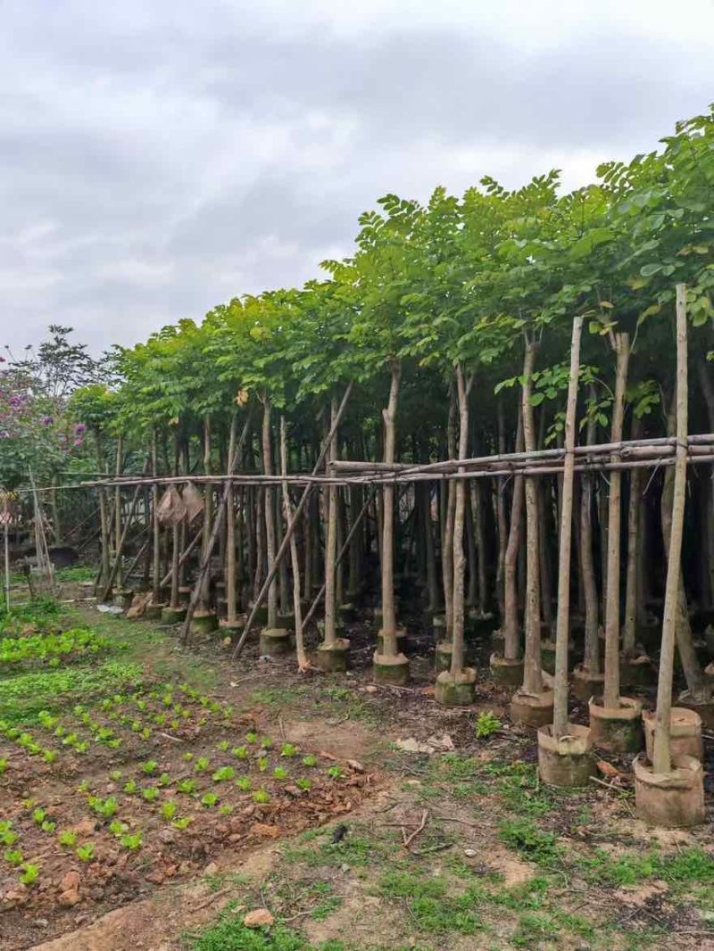火焰木3-15分，基地直销，一手货源，各种规格大量低价出售