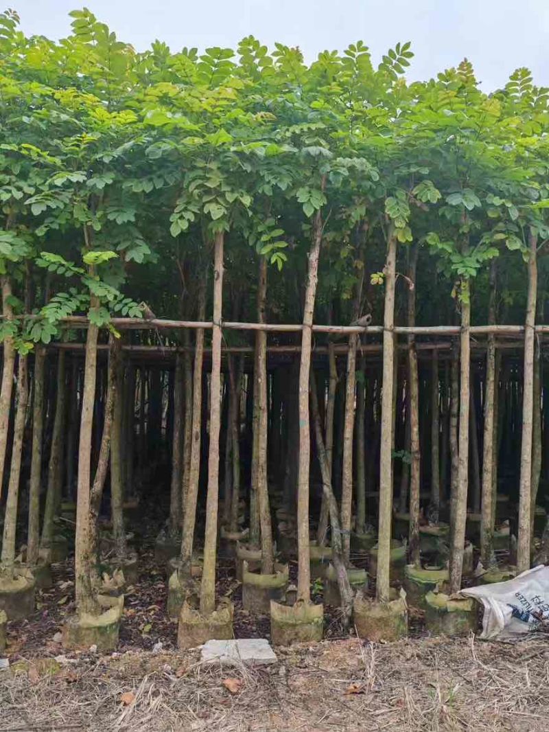 火焰木3-15分，基地直销，一手货源，各种规格大量低价出售
