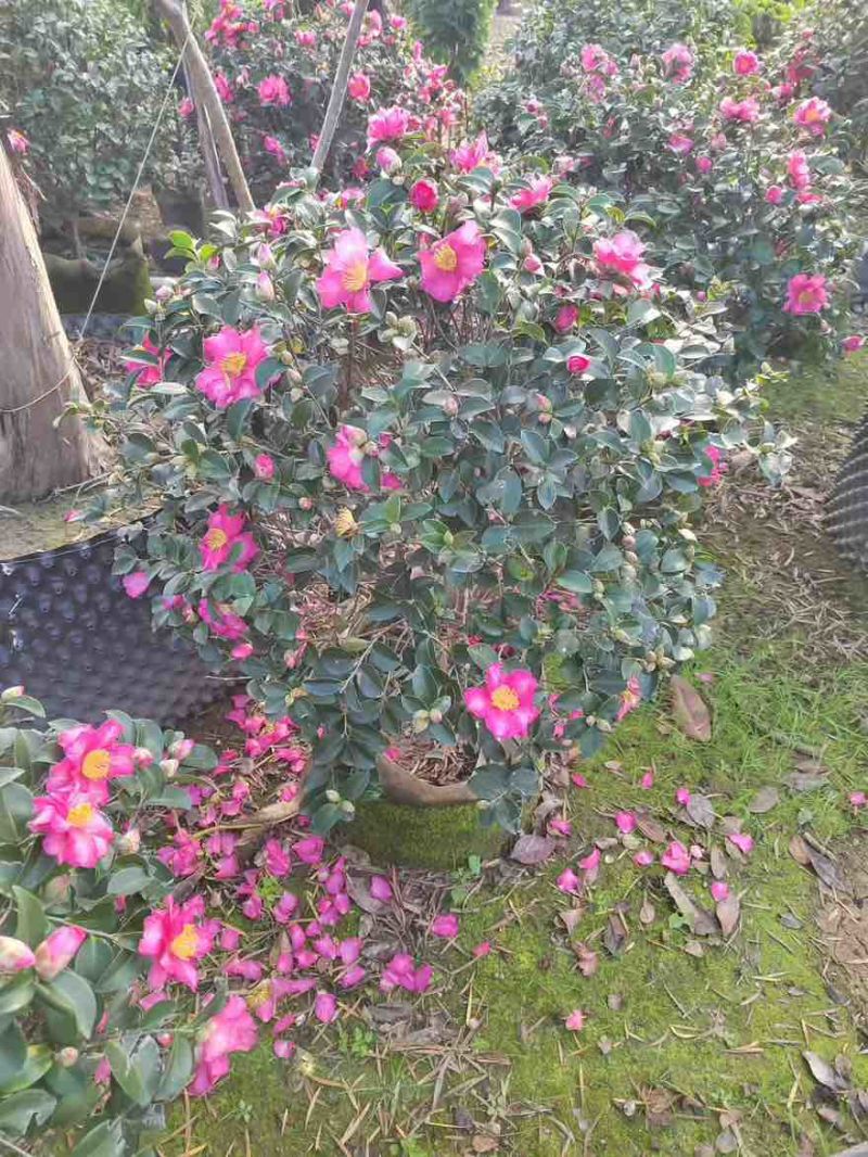茶梅50-200高，一手货源，基地直销，大量低价出售