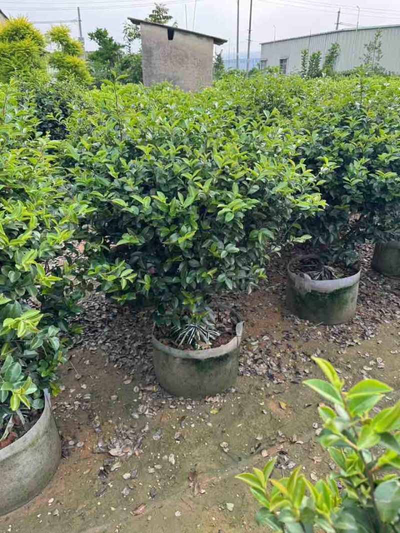 茶梅50-200高，一手货源，基地直销，大量低价出售