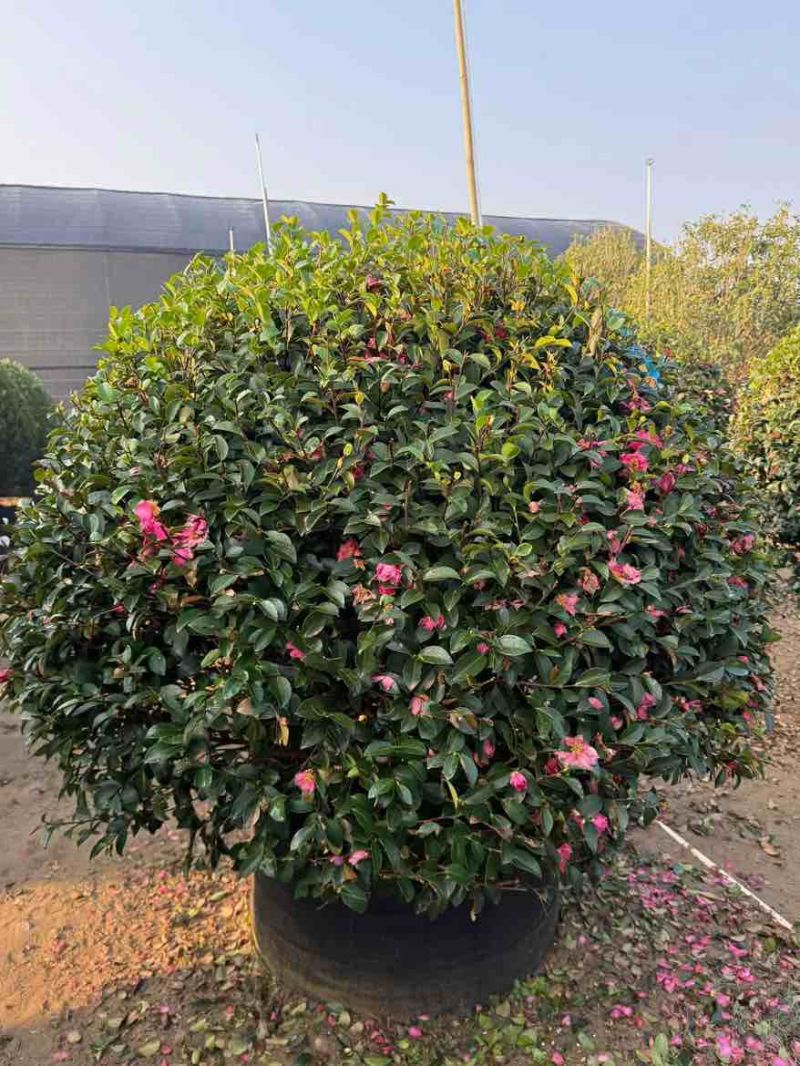 茶梅50-200高，一手货源，基地直销，大量低价出售