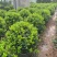 茶梅50-200高，一手货源，基地直销，大量低价出售