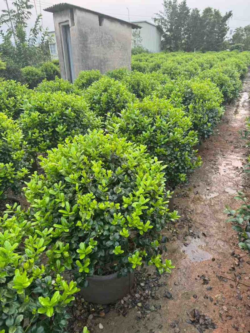 茶梅50-200高，一手货源，基地直销，大量低价出售