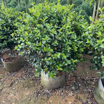 茶梅50-200高，一手货源，基地直销，大量低价出售