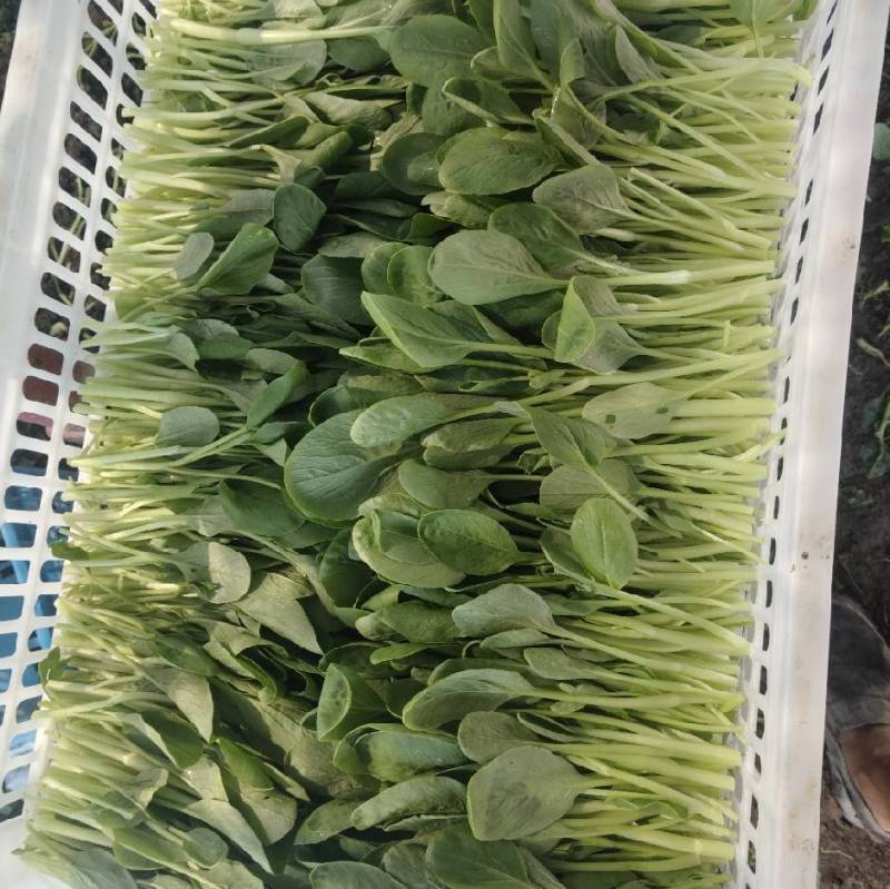 上海鸡毛菜