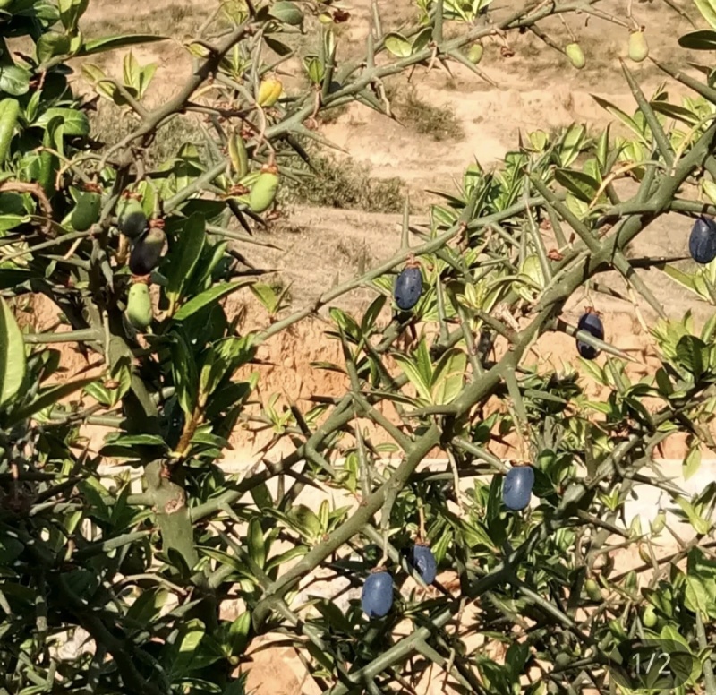 野生青刺果