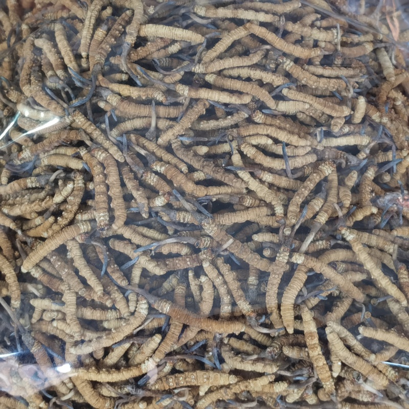 西藏冬虫夏草干货正宗精选虫草整条礼盒装一件批发包邮