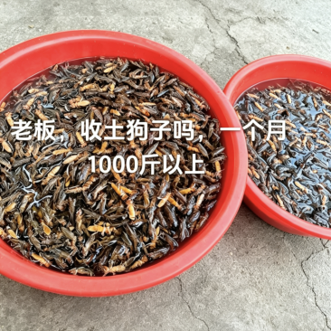 蝼蛄