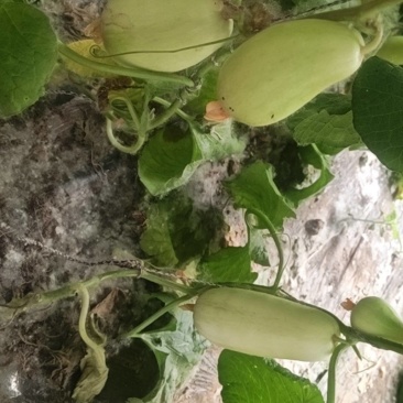 本地现摘菜瓜，无催熟自然熟，生吃凉拌都一绝