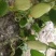 本地现摘菜瓜，无催熟自然熟，生吃凉拌都一绝