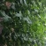 本地现摘菜瓜，无催熟自然熟，生吃凉拌都一绝