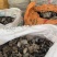 福建漳平新桥头茬二茬白背毛木耳干货肉厚无根产地一手批