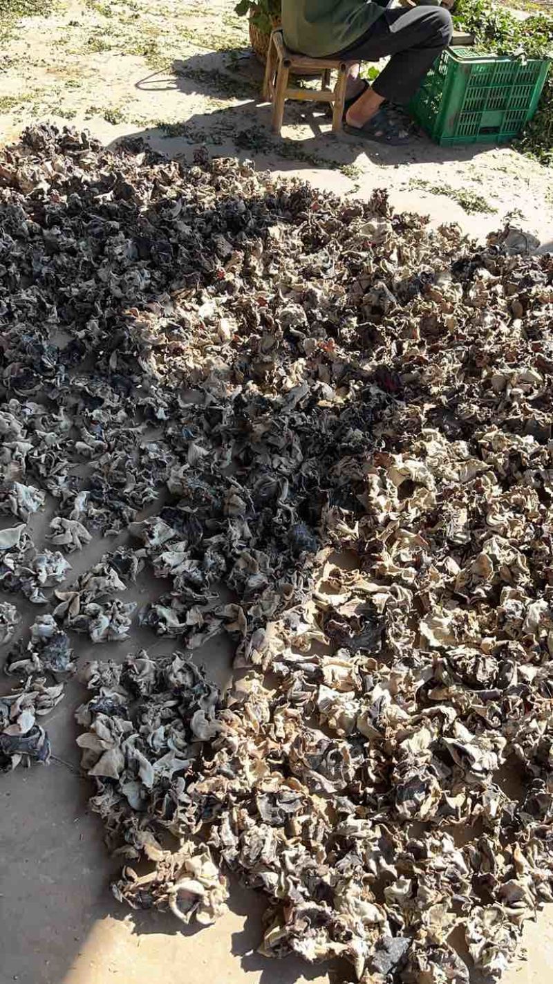 福建漳平新桥头茬二茬白背毛木耳干货肉厚无根产地一手批