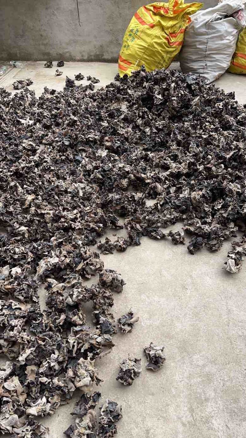 福建漳平新桥头茬二茬白背毛木耳干货肉厚无根产地一手批