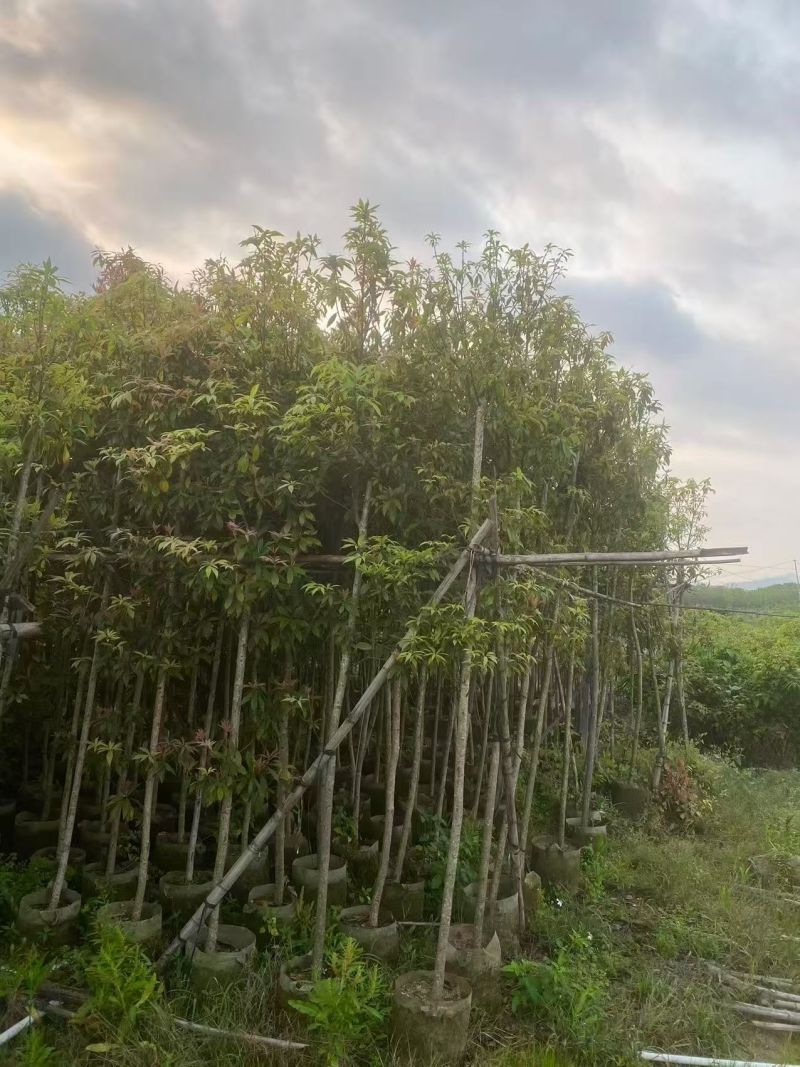 金丝楠木，高2米，普宁苗木基地直供