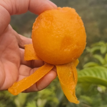 高山露天枇杷