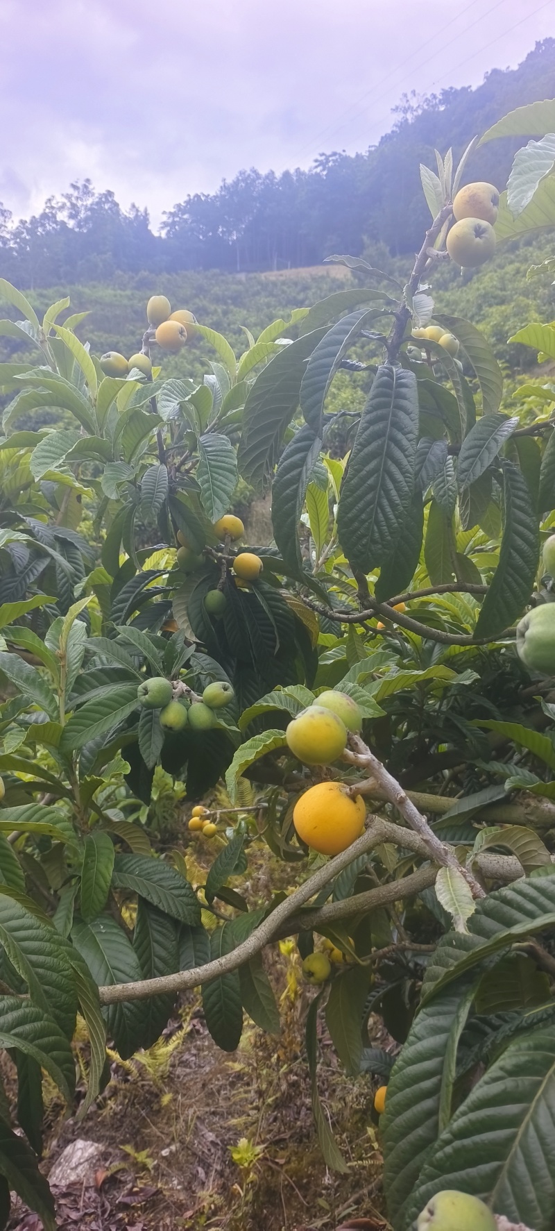 高山露天枇杷