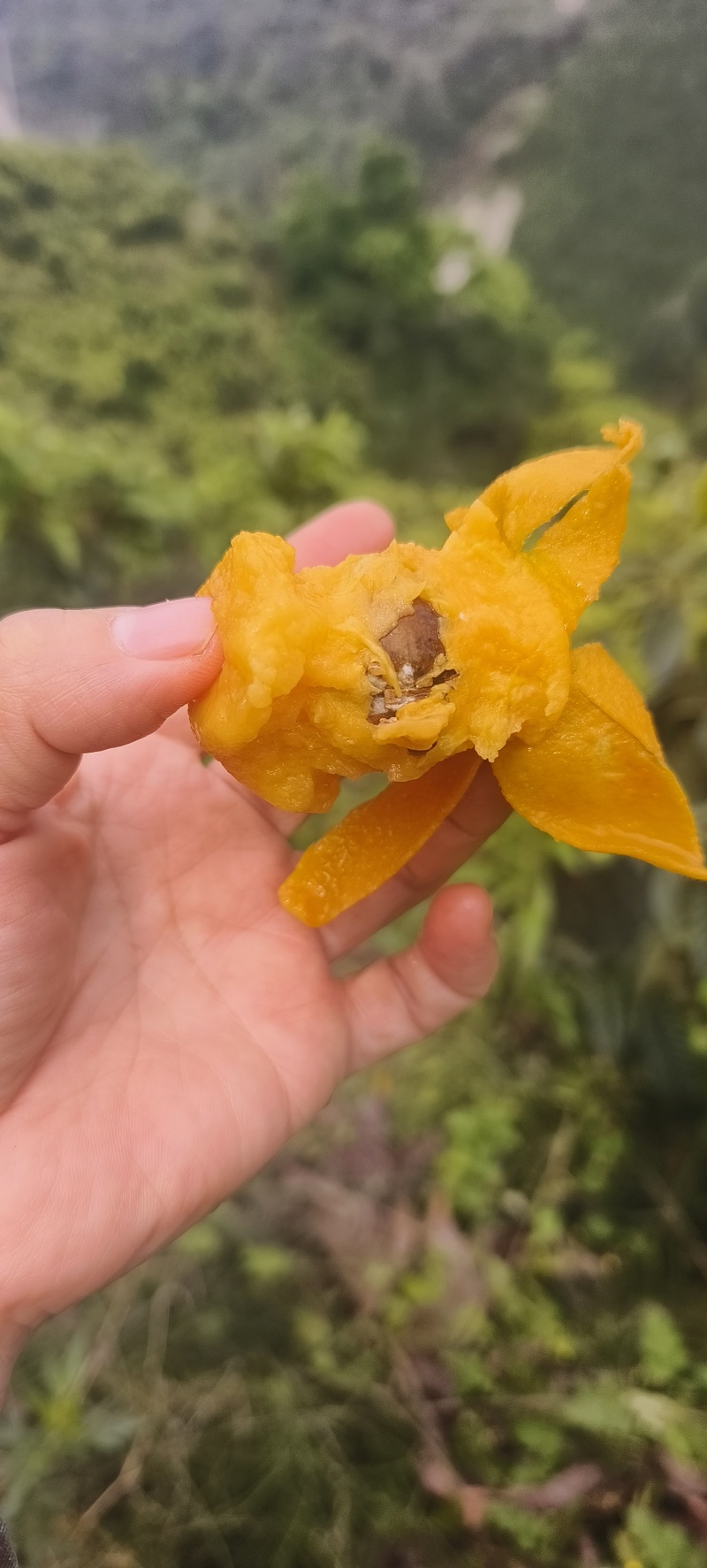 高山露天枇杷