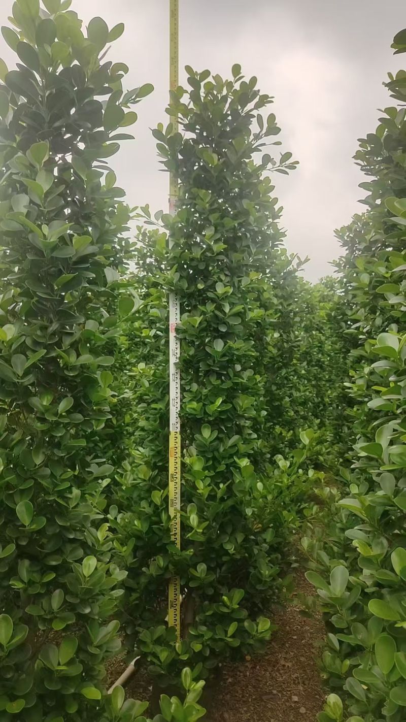 火山榕，2米2至2米五