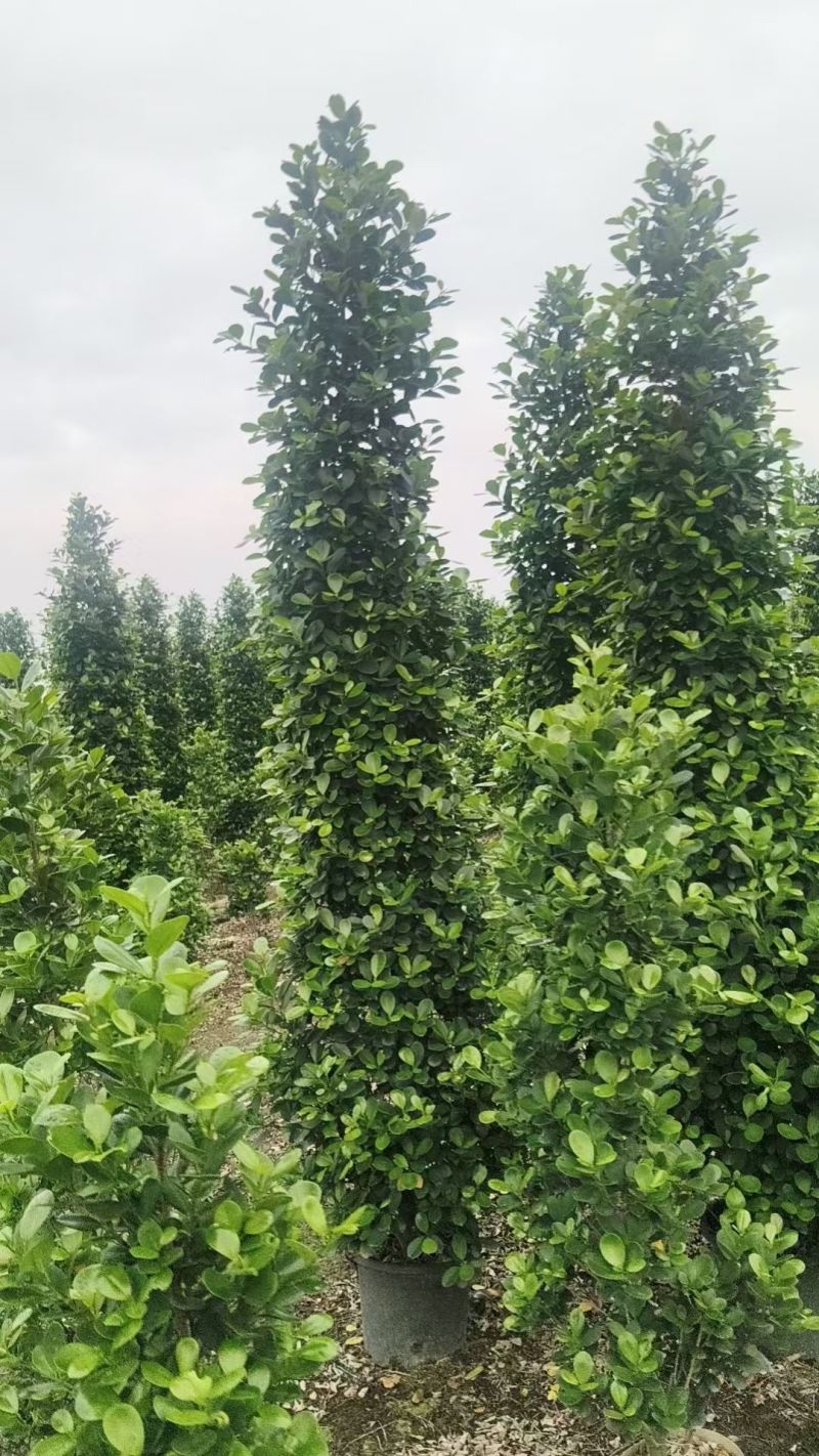 火山榕，2米2至2米五
