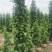 火山榕，2米2至2米五