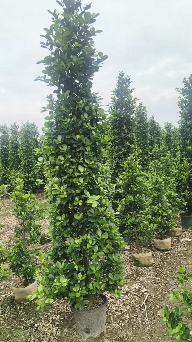 火山榕，2米2至2米五