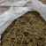 绿化草皮、高尔夫草皮、草茎