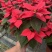 一品红