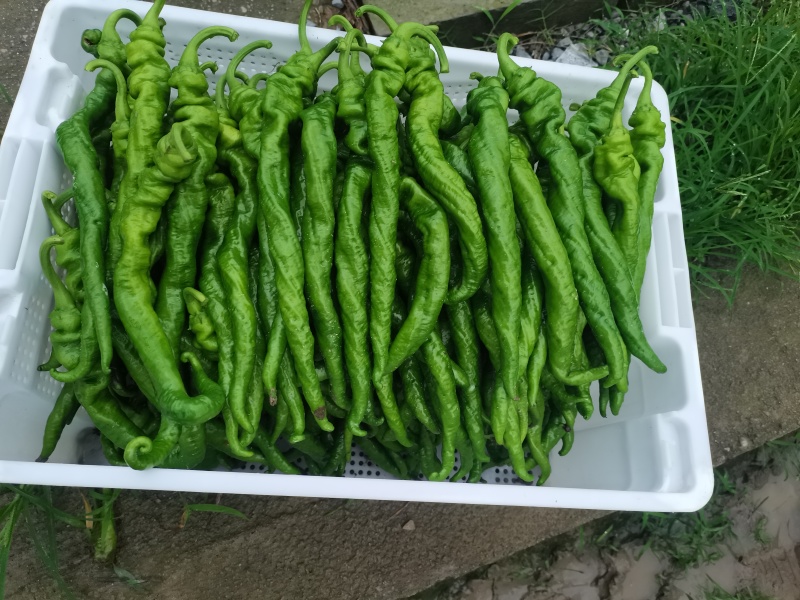 螺丝椒。